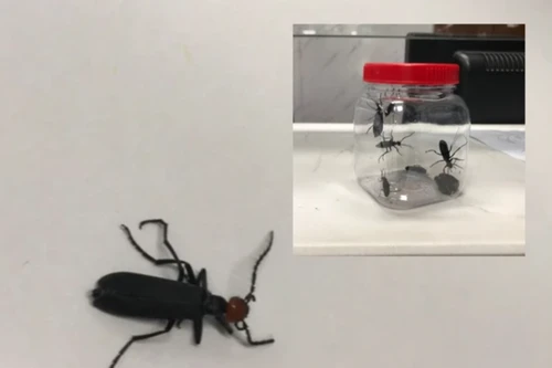 Bắt sâu ban miêu làm món chiên để ăn, ba người nhập viện cấp cứu