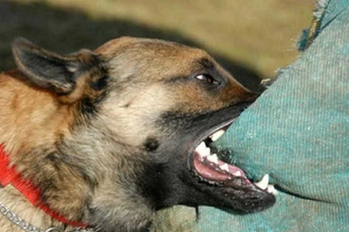 Nam thanh niên tử vong do bệnh dại sau khi đánh chết chó để làm thịt