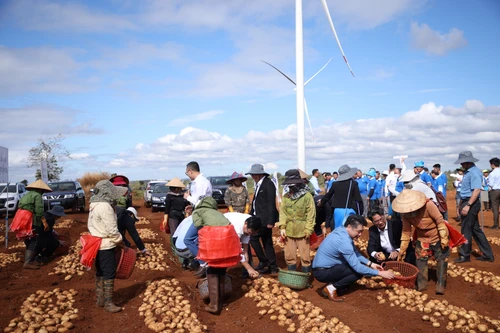 Thu nhập của người nông dân trồng khoai tây tăng gấp 3 lần nhờ mô hình khép kín