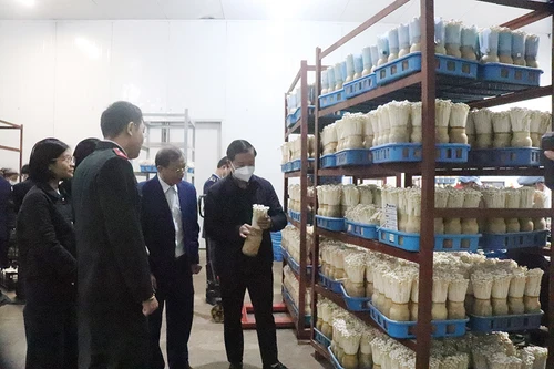 Hà Nội: Phát hiện hơn 1.000 cơ sở vi phạm an toàn thực phẩm sau một tháng ra quân kiểm tra