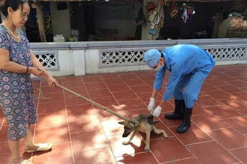 Số người tử vong do bệnh dại tăng gấp đôi, Bộ Y tế ra cảnh báo