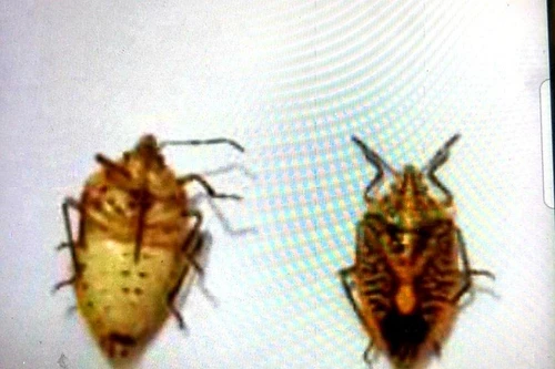 Cả gia đình ngộ độc, một người nguy kịch vì ăn “đặc sản” bọ xít rang nhấm rượu chuối hột