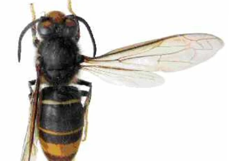 Hà Nội: Người đàn ông 53 tuổi tử vong do ong bắp cày đốt