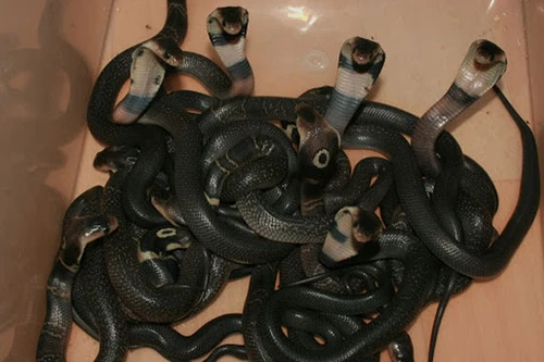 Ráo riết săn lùng bầy rắn hổ mang "nhí" sổng chuồng