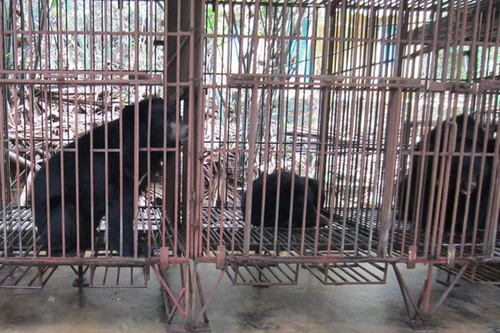 Đóng cửa hoàn toàn hoạt động du lịch trại gấu Hạ Long