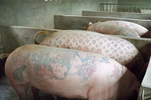 Kỳ lạ những con lợn được xăm mình