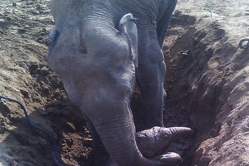 Voi mẹ vật vã 11 giờ đồng hồ cứu voi con bị rơi xuống giếng