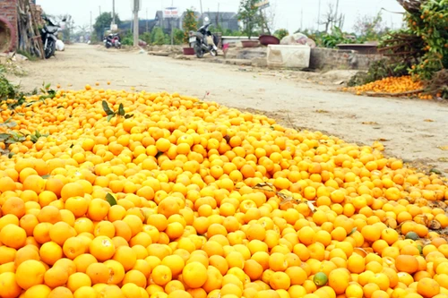 Quất "dát" vàng đường Tứ Liên