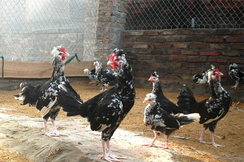 Mốt chơi thú “độc” của dân chơi ngày Tết