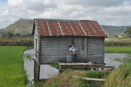 Lạ lùng chuyện “ma lúa” trừng phạt kẻ ăn trộm