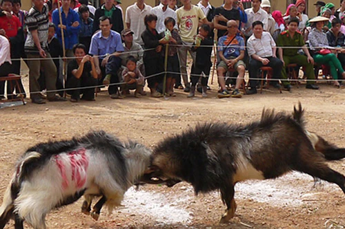 Lên núi xem Hội chọi dê 
