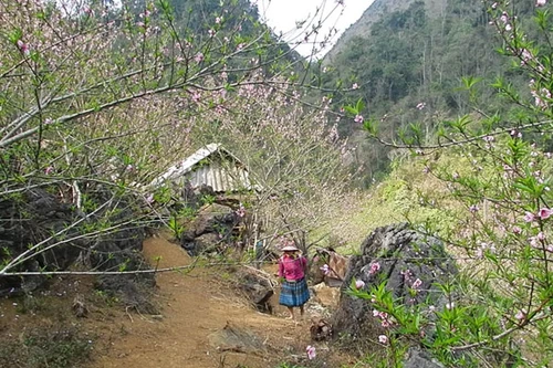 Xuân ngập sắc màu ở Lóng Luông