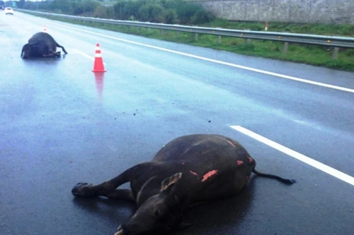 2 con trâu đi vào cao tốc bị ô tô tông chết