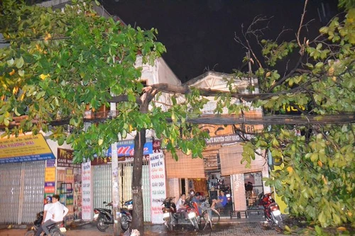 Hàng loạt cây xanh gãy, gãy nhánh trong cơn mưa lớn