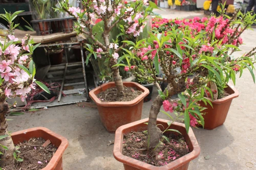 [ẢNH] Bỏ nhầm tiền triệu mua đào mini Trung Quốc "giả danh" đào Thất Thốn