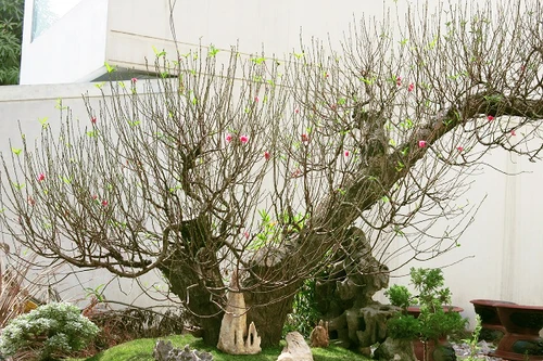 [ẢNH] Những cây đào được "hét giá trên trời" đại gia vẫn săn mua