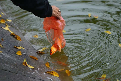 [ẢNH] "Cá chép xuống sông, nilon xuống phố" - ám ảnh Tết ông Công, ông Táo