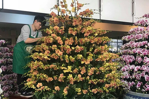 [ẢNH] Chiêm ngưỡng những giống lan Tết đang "làm mưa làm gió" trên thị trường
