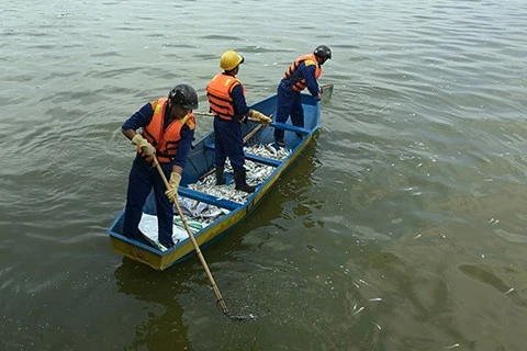 Cá chết hàng loạt ở hồ Tây: Có thể do hiện tượng "tảo nở hoa"