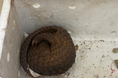 Giúp vợ mang tê tê từ Thanh Hóa ra Hà Nội giao cho khách, người đàn ông bị bắt quả tang