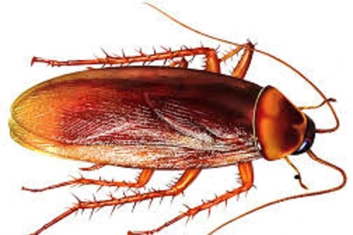 Gián dài 2cm “quậy” trong tai