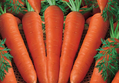 Lợi ích sức khỏe của nước ép cà rốt