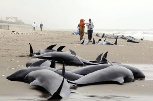 150 con cá voi mắc cạn ở Nhật Bản