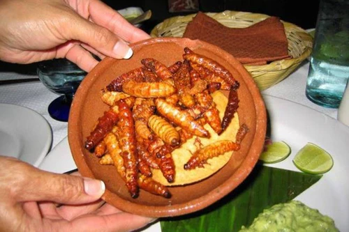 Nhiều người nhập viện, mất mạng vì ăn bọ xít lửa, sâu Ban miêu