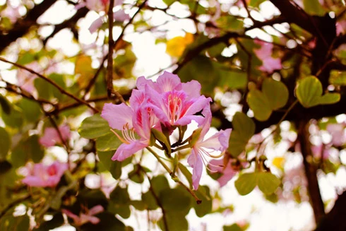 Hà Nội đẹp dịu dàng mùa hoa tháng 3