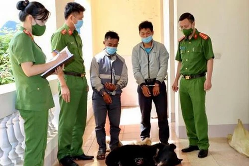 Đêm hôm khuya khoắt, lén lút vận chuyển gấu ngựa từ Lào Cai sang Lai Châu bán