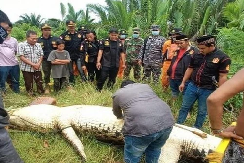 Bé trai 8 tuổi mất tích khi đi bơi được tìm thấy trong bụng cá sấu