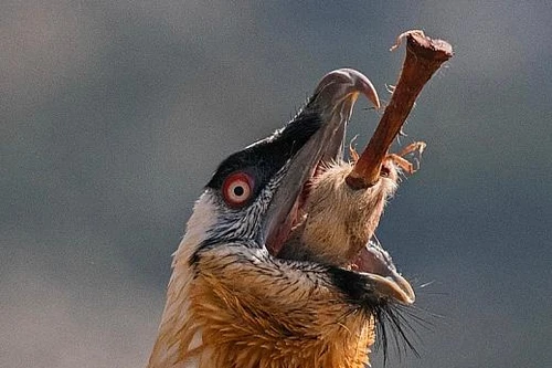 [Ảnh] Lạ lùng loài chim khổng lồ, có cả chòm râu dưới cằm và rất thích nuốt chửng xương