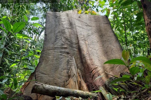 Tạm đình chỉ công tác Phó Hạt trưởng Hạt Kiểm lâm Vườn quốc gia Hoàng Liên 