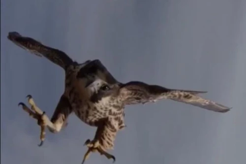 [VIDEO] Chim ưng tấn công, hạ gục thiết bị bay không người lái