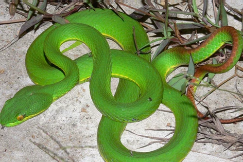 Những loài vật khiến nhiều người hãi hùng trong năm 2014