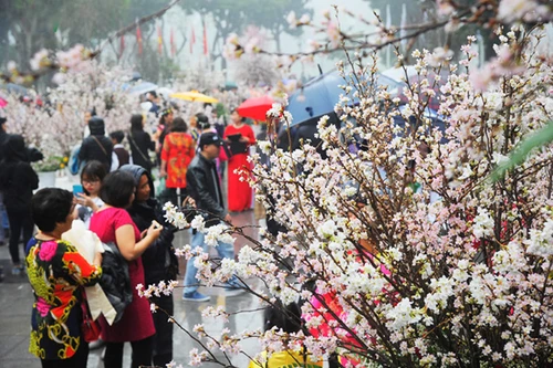 Triển lãm hoa anh đào Nhật Bản 2017: Đảm bảo chữ "tín" với người dân