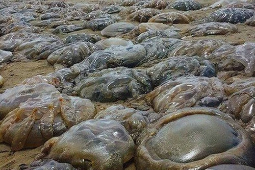 Rùng mình trước “cuộc xâm lược” của sứa khổng lồ trên bãi biển Anh