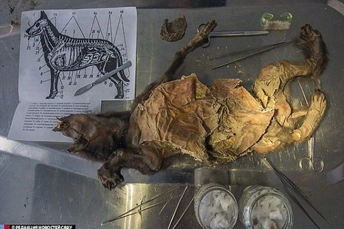 Xác ướp chó cổ đại 12.400 tuổi ở vùng Siberia 