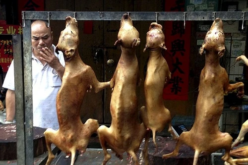 Bất chấp làn sóng phẫn nộ, lễ hội thịt chó vẫn diễn ra ở Trung Quốc 