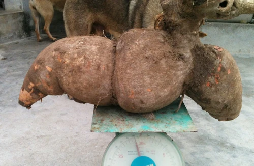 Củ sắn nặng gần 30 kg 