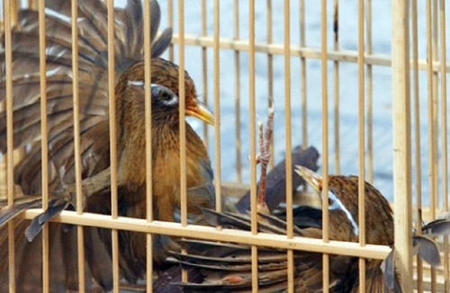 "Vua mi chọi" trứ danh vùng Tây Bắc