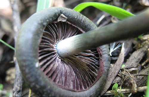 Ma túy từ nấm và xương rồng