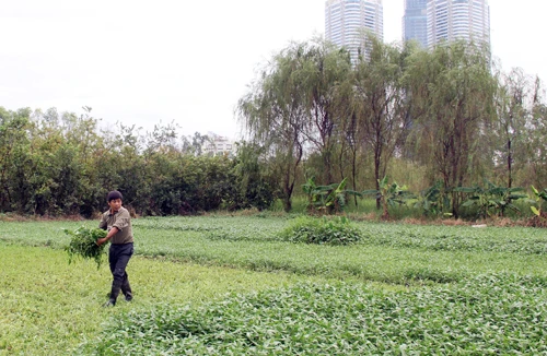 Quyết liệt thu hồi đất dự án hoang hóa 