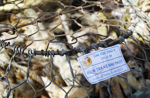 Yên tâm ăn Tết với gà “dán tem”