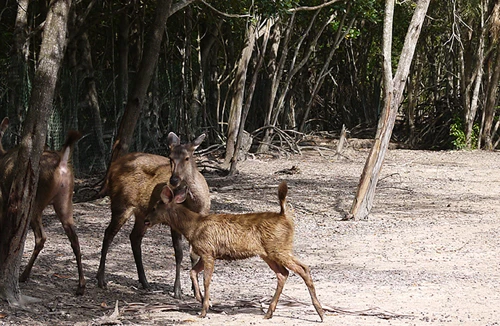 Hoang sơ rừng ngập mặn Cần Giờ 