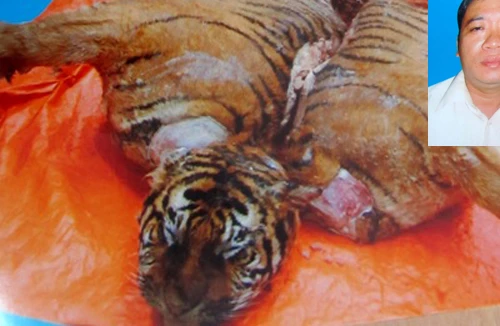 Xẻ thịt hổ để nấu cao 