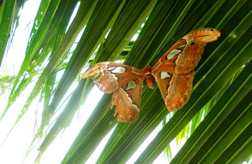 Phát hiện bướm khổng lồ, sải cánh rộng 30cm 