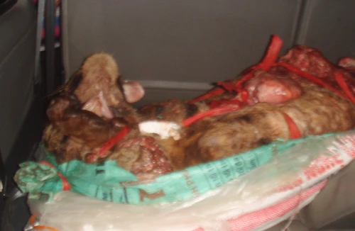 Phát hiện xác hổ trên ô tô