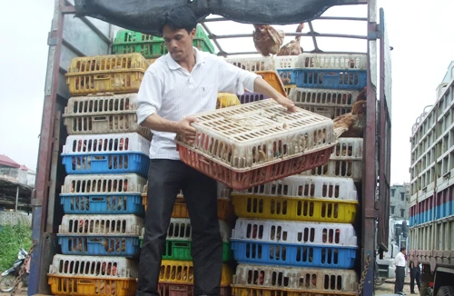 Vỗ béo gà bằng kháng sinh