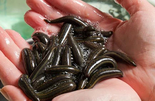 Loạn tin đồn về... đỉa